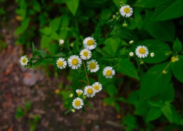 ぼやけた緑のマクロ撮影 夏の日の背景にカモミールの花 選択的焦点 — ストック写真