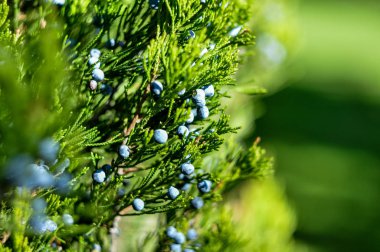 Mavi çilek makro ile yeşil ağaç