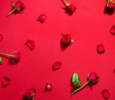 Kırmızı arka planda güzel kırmızı güller. Tatil gül çiçekleri ile