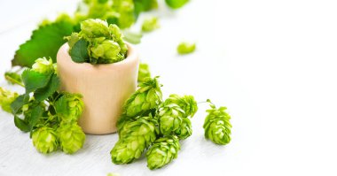 Hop. Beyaz masa üzerinde ahşap kase içinde bütün hops. Bira. Bira profesyoneli