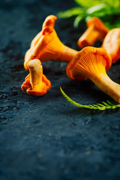 Os cogumelos de chanterelles selvagens crus no fundo rústico velho escuro. O — Fotografia de Stock