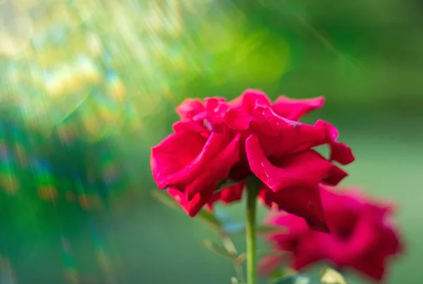 Rosas rojas floreciendo en el jardín de verano. Rosa flores creciendo outdoo —  Fotos de Stock