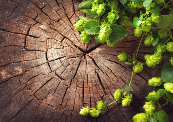 Chmelařské větvič nad starým dřevěným prasklou pozadím. Výroba piva — Stock fotografie