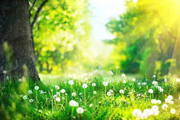 Schöne Frühlingslandschaft. Park mit alten Bäumen, grünem Gras und — Stockfoto
