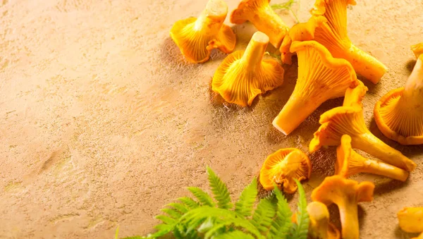 Fresco selvagem chanterelles cogumelos closeup no rústico fundo . — Fotografia de Stock