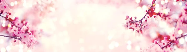 Spring border or background art with pink blossom. Beautiful nature scene with blooming tree and sun flare