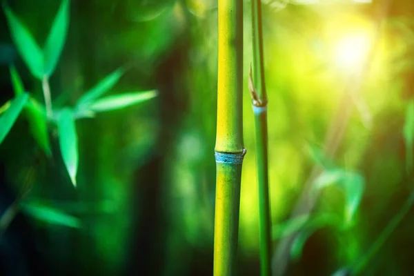 Floresta de bambu. crescente bambu fronteira design sobre borrado ensolarado b — Fotografia de Stock