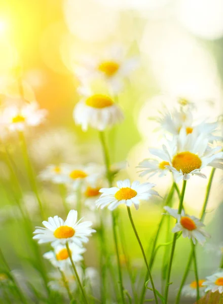 Bordo di fiori di camomilla. Bella scena naturale con fioritura m — Foto Stock