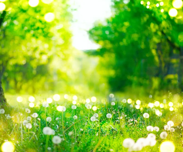 Bela paisagem de primavera. Parque com árvores velhas, grama verde e — Fotografia de Stock