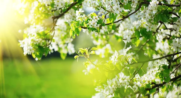 Fondo de flores de primavera. Escena de la naturaleza con el árbol floreciente y s — Foto de Stock