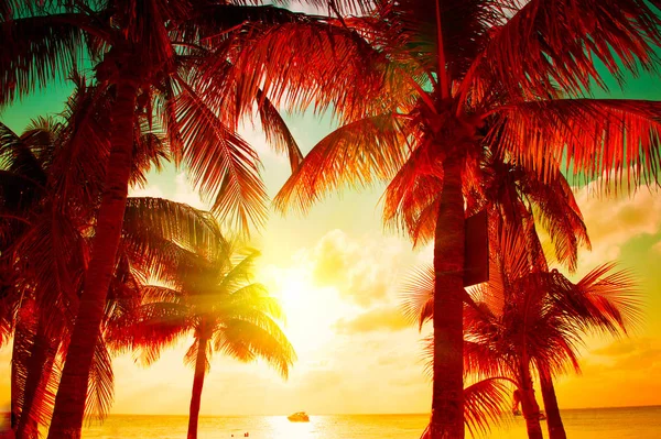 Закатный пляж с пальмовой ветвью над красивым небом. Пальмы a — стоковое фото