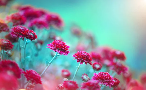 庭に咲く菊の花。美の秋の花 — ストック写真