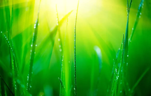 Gras. frisches grünes Frühlingsgras mit Tautropfen in Nahaufnahme. Weichfokus — Stockfoto