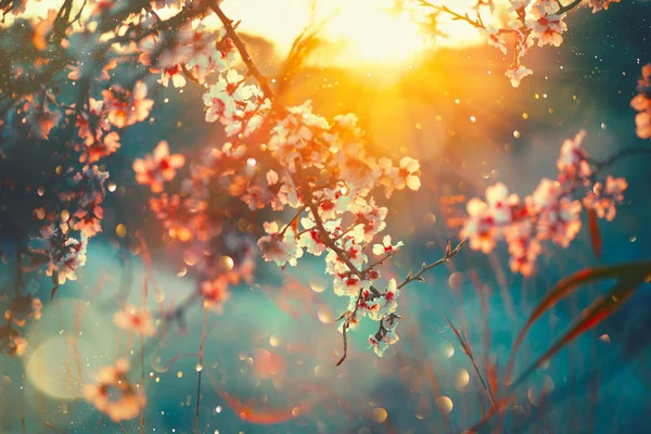 Fundo de flor de primavera. Cena da natureza com árvore florescente e s — Fotografia de Stock