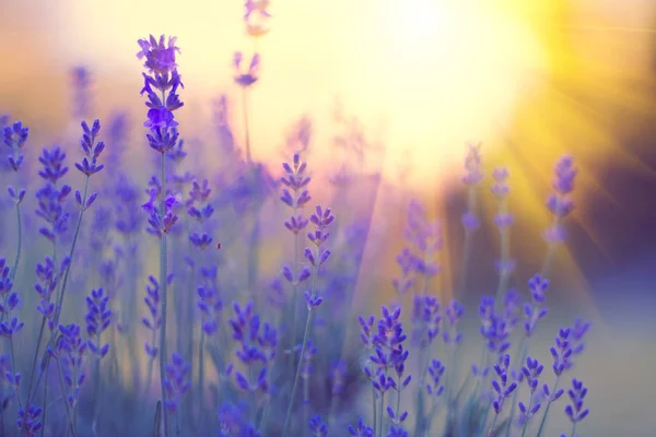 Lavendelfeld, blühende violett duftende Lavendelblüten. Wachstum — Stockfoto