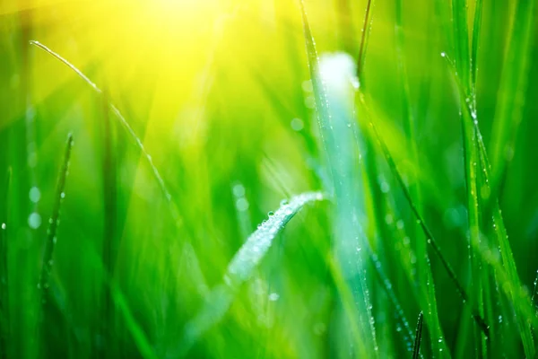 Çim. Çiy damlaları ile taze yeşil bahar çim closeup. Yumuşak foc — Stok fotoğraf