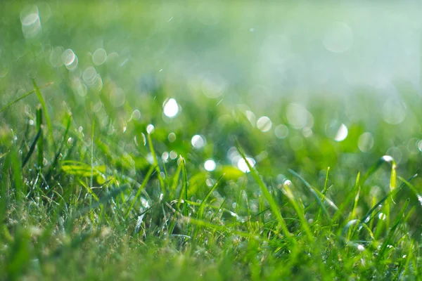 Grama com gotas de chuva. A regar relva. Chuva. Grama verde desfocada — Fotografia de Stock