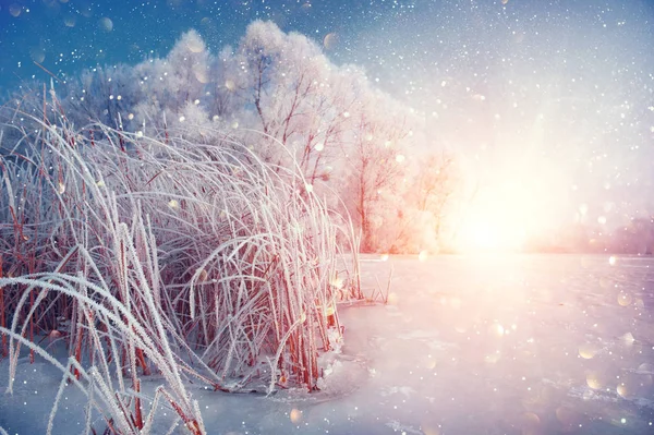 Krásná zimní krajina pozadí se sněhem pokrytou TR — Stock fotografie
