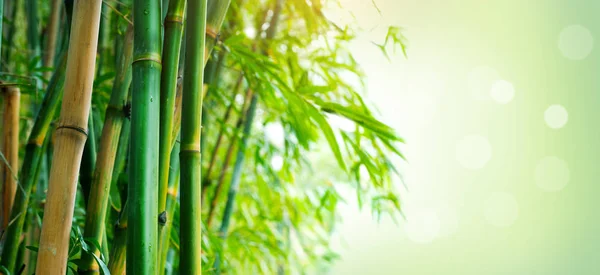 Floresta Bambu Com Fundo Verde Desfocado — Fotografia de Stock