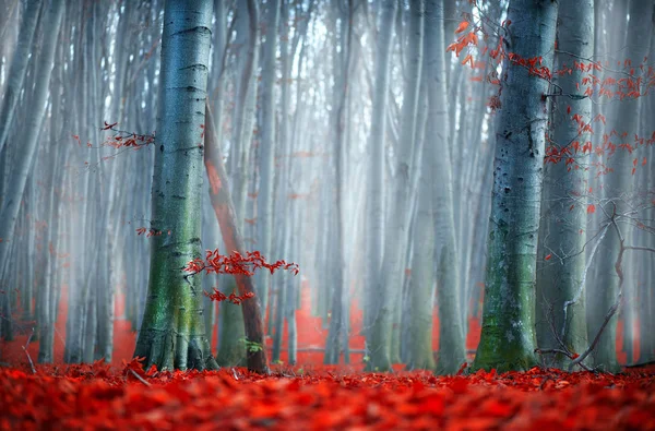 Caduta. Paesaggio d'autunno. Bellissimo parco autunnale con rosso brillante — Foto Stock