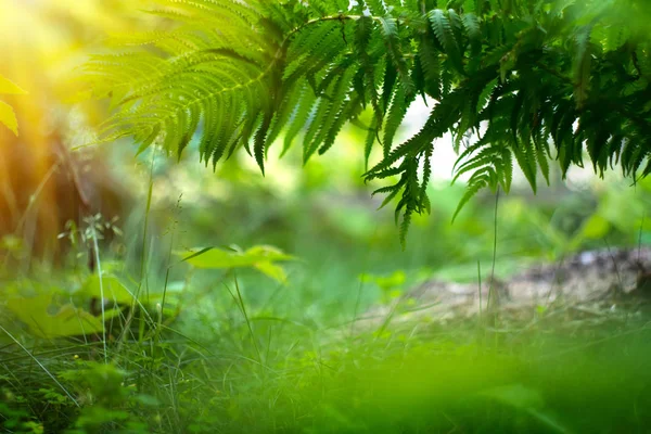 Samambaia crescendo no jardim de verão. Samambaia verde deixa sobre gr desfocado — Fotografia de Stock