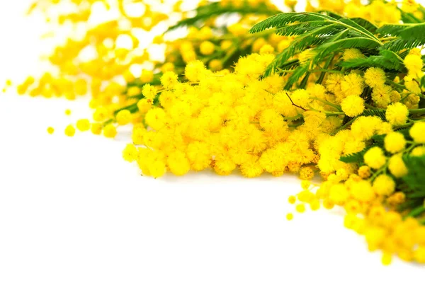 Mother Day Background Mimosa Spring Flowers Border Isolated White — Stock Photo, Image