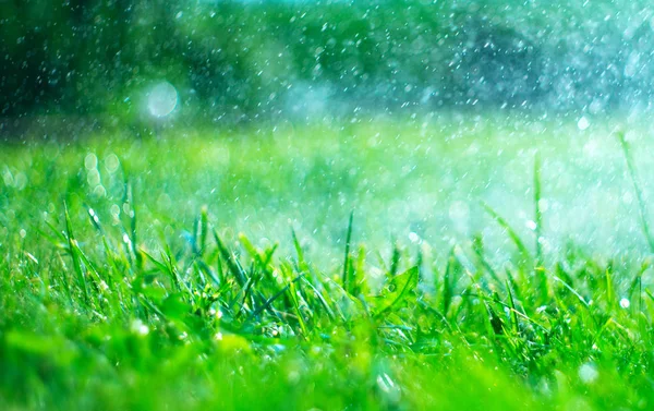 Erba con gocce di pioggia. Irrigazione prato. Pioggia. Erba verde sfocata — Foto Stock