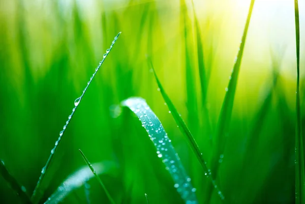 Gras. frisches grünes Frühlingsgras mit Tautropfen in Nahaufnahme. Weichfokus — Stockfoto