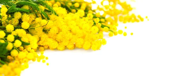 Mother's Day background. Mimosa spring flowers border isolated o — Stock Photo, Image