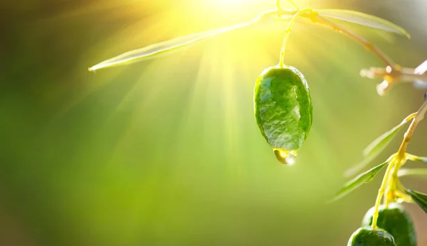 橄榄油滴在果园里生长的绿色橄榄上。地中海 — 图库照片
