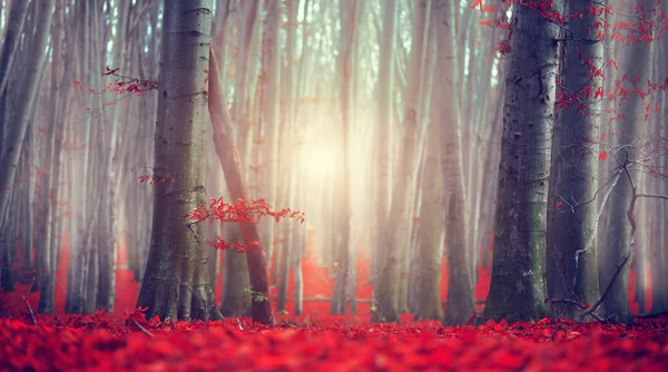 Podzim. Podzimní krajina. Nádherný autumský Park s jasně červenou — Stock fotografie