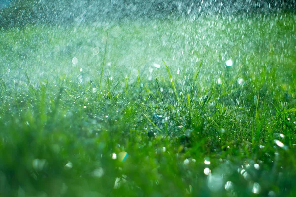 Erba con gocce di pioggia. Irrigazione prato. Pioggia. Erba verde sfocata Foto Stock