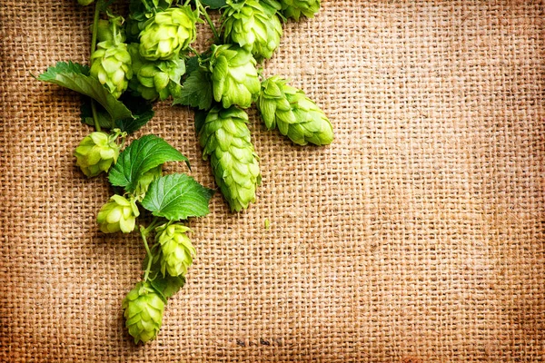 Hop twig on burlap texture. Beer production ingredient. Brewery Stock Photo