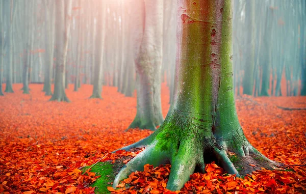 秋。秋の風景。鮮やかな赤と美しい秋の公園 ロイヤリティフリーのストック画像
