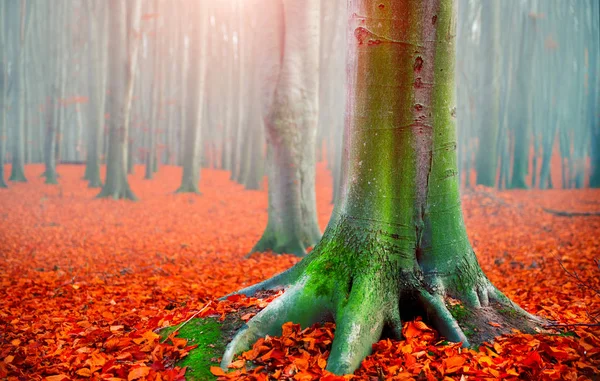 Tomber. Paysage d'automne. Beau parc automnal avec rouge vif Images De Stock Libres De Droits