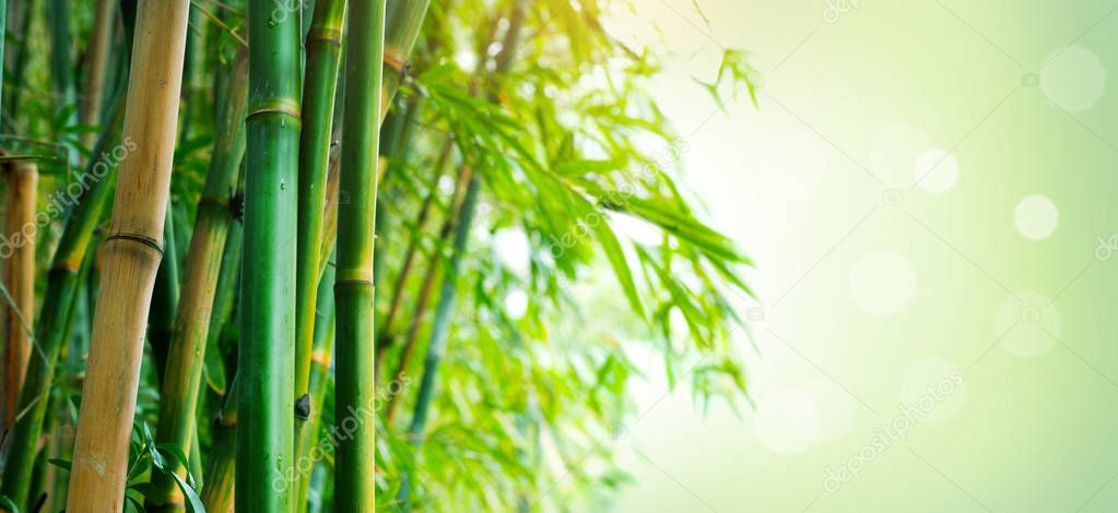 Bamboo Forest with blurred green background