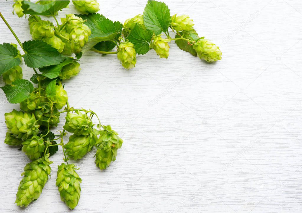 Hop. Fresh whole hops on white wooden table. Blossoming hops wit