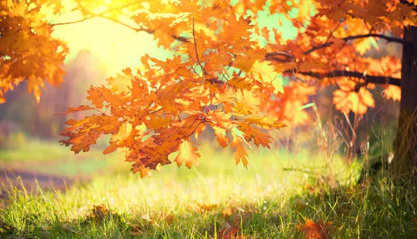 Autumn landscape. Fall. Bright colorful leaves on oak in autumnal park