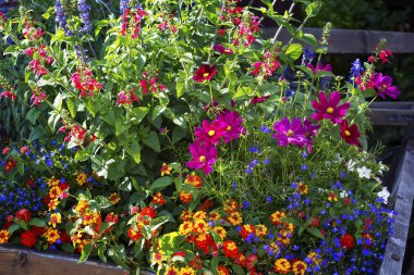 Bahçedeki güzel renkli çiçek, güzel doğa. 