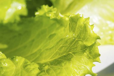 Taze yeşil marul salatası yaprakları yakın plan. Salata dokusu