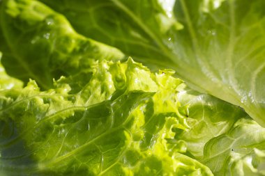 Taze yeşil marul salatası yaprakları yakın plan. Salata dokusu