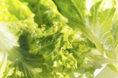 Taze yeşil marul salatası yaprakları yakın plan. Salata dokusu