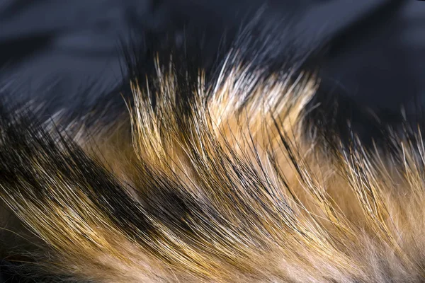Texture Fur Raccoon Long Nap Macro Shot — Stock Photo, Image