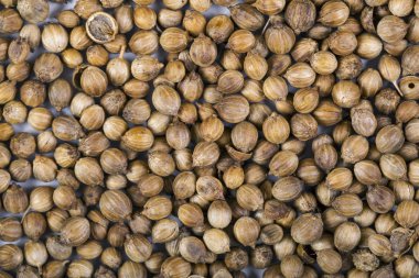 Kakule elachi kuru kokulu aromatik baharat beyaz arka plan üzerinde 