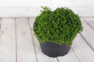 Yosun eğrelti otu, selaginella martensii