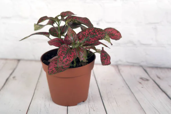 Red hypoestes plant — Stock Photo, Image