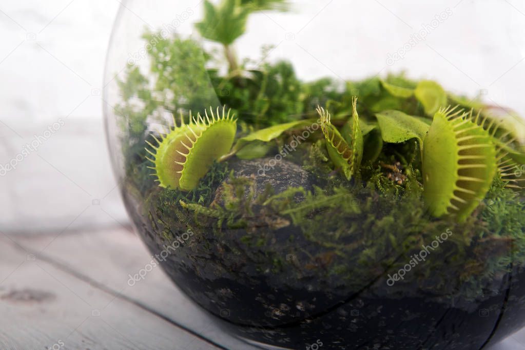 Carnivorous Venus Fly Traps (Dionaea muscipula) and Sundews (Dro