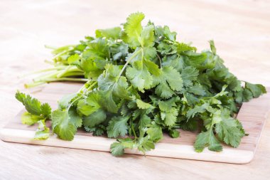 Taze yeşil kişniş