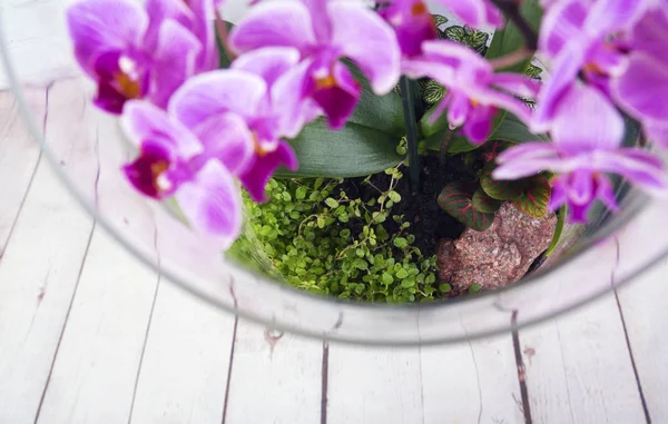 Flor de orquídea rosa em terrário — Fotografia de Stock