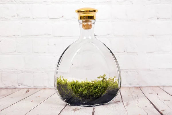 Flask terrarium med mossa. — Stockfoto